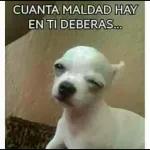 perros 