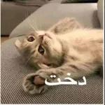 صديق، هذا طاح منك