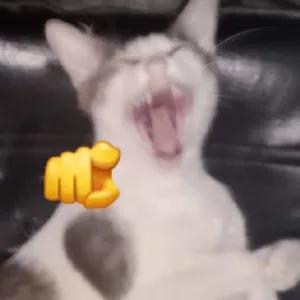 Vp3piy
