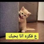 كوكو 2020