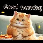 cute cat ❤️❤️