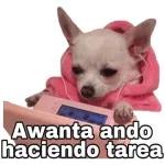 perros 