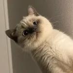 골드브라운 토피넛 라떼