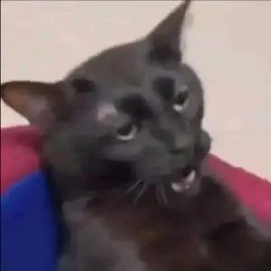 RdCSQP