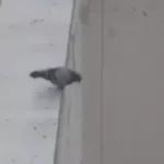 Funny Animals Gif
