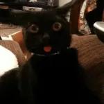 Broken Cats