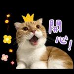在幹森麼？小貓咪在呼叫中》〉》