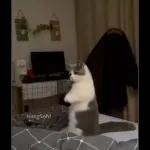Videocats