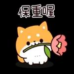 问问题： 柴犬的回答