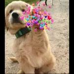 Have A
Blessed
Day....
AFT GO