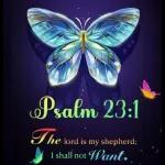 nighy nite