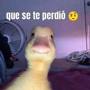 QirDni