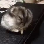 Funny Animals Gif