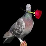 Não estou interessada.