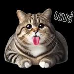 แมวถังแกสอ้วนตุ้บ 03