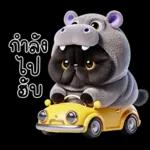 แมวดำ ฮิปโปแคระ