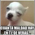 Me gritaste