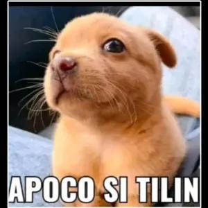 APOCO SI TILIN - getsticker.com