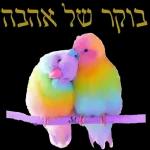 סוכות
