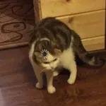 Catchain
                            Catchain