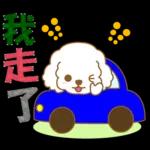 白貴賓犬表情包