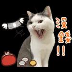 在幹森麼？小貓咪在呼叫中》〉》