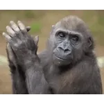 ...