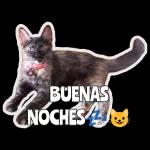 BUENAS NOCHES zzz