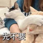 必嚕小貓貓3-與貓妹妹撒給