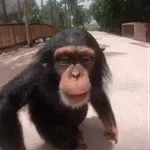 😽 Miau, eres lindo