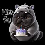 แมวดำ ฮิปโปแคระ