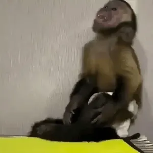 dthoso