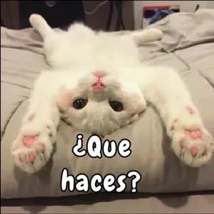 ¿que haces? - getsticker.com