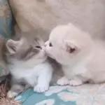 Funny Animals Gif
