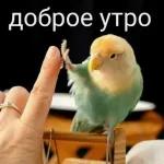 Доброе вам Утро