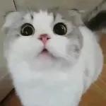 Meow
                            ƐℓεѕιƧ 🍪