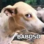 baboso