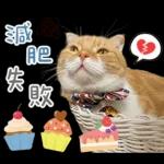 在幹森麼？小貓咪在呼叫中》〉》