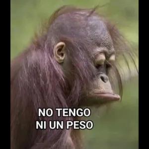 NO TENGO NI UN PESO - getsticker.com