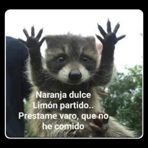 Naranja dulce Limón partido.. Prestame varo, que no he comido - getsticker.com