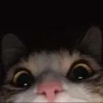 골드브라운 토피넛 라떼