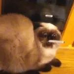 Broken Cats