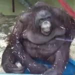 Monkeys
                            Get buck