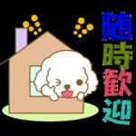 白貴賓犬表情包