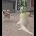 Qué se sentirá ser feo?