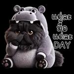 แมวดำ ฮิปโปแคระ