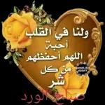 ولنا في القلب أحبة اللهم أحفظهم من كل عر صباح الورد KHALID EZZAT