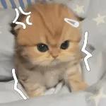 kucing ngambek 