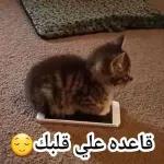 ربي أسألك في صباح
هذا اليوم ألشفا لكل
مريض والرحمة لكل
ميت وفرج لكل صابر
واستجابة لكل دعاء
صباح الخير