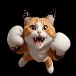 拳擊貓咪的日常喔喔叫